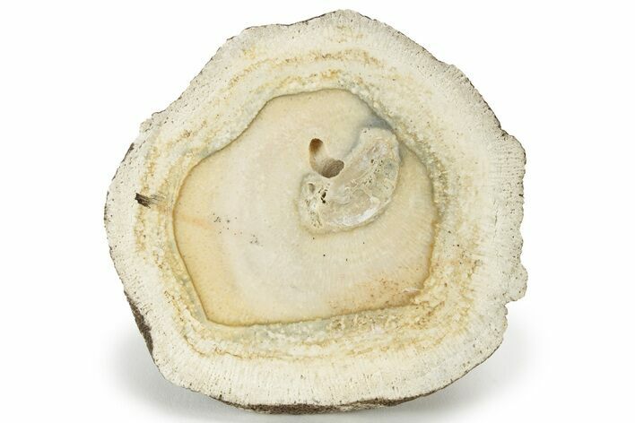 Agatized Fossil Coral Nodule - Florida #234338